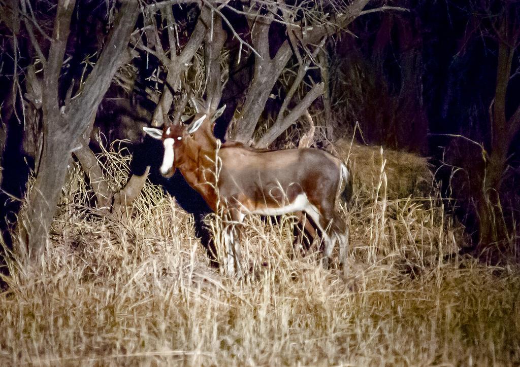 Вилла Boschfontein Guest Farm Тхабазимби Экстерьер фото